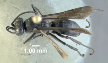 Media type: image;   Entomology 602684 Aspect: habitus dorsal view
